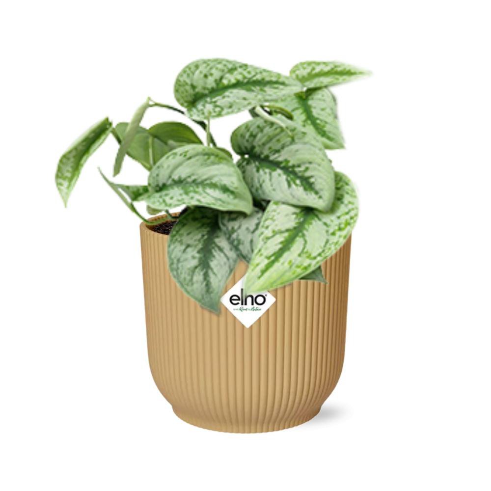 Plante Scindapsus peint « Trebie » en pot jaune 14 cm