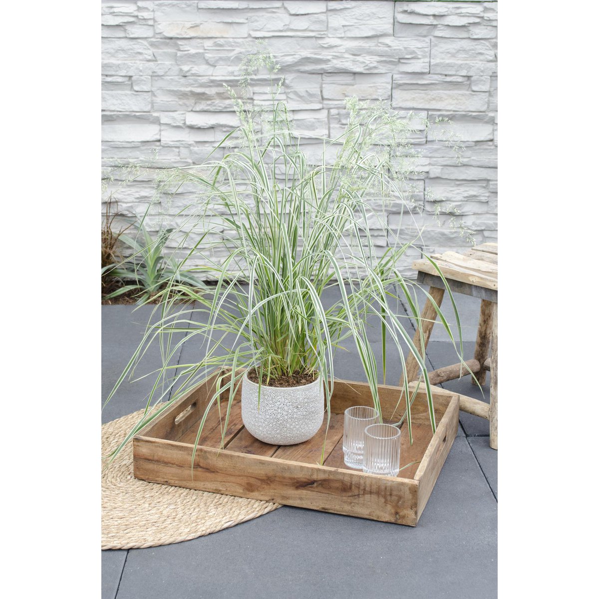 Calamagrostis X 'Overdam' en pot de Ø14 cm sur fond neutre