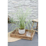 Calamagrostis X 'Overdam' en pot de Ø14 cm sur fond neutre
