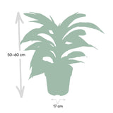 Dracaena Fragrans Fourrure Blanche - Dragonnier - Ø17cm - ↕50cm