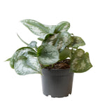 Philodendron Picture d'escalade Trebie - Ø12cm - ↕22cm