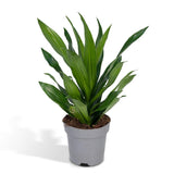 Dracaena Fragrans Vert - Dragonnier - Ø17cm - ↕40cm