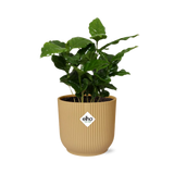 Coffea arabica jaune 14 cm