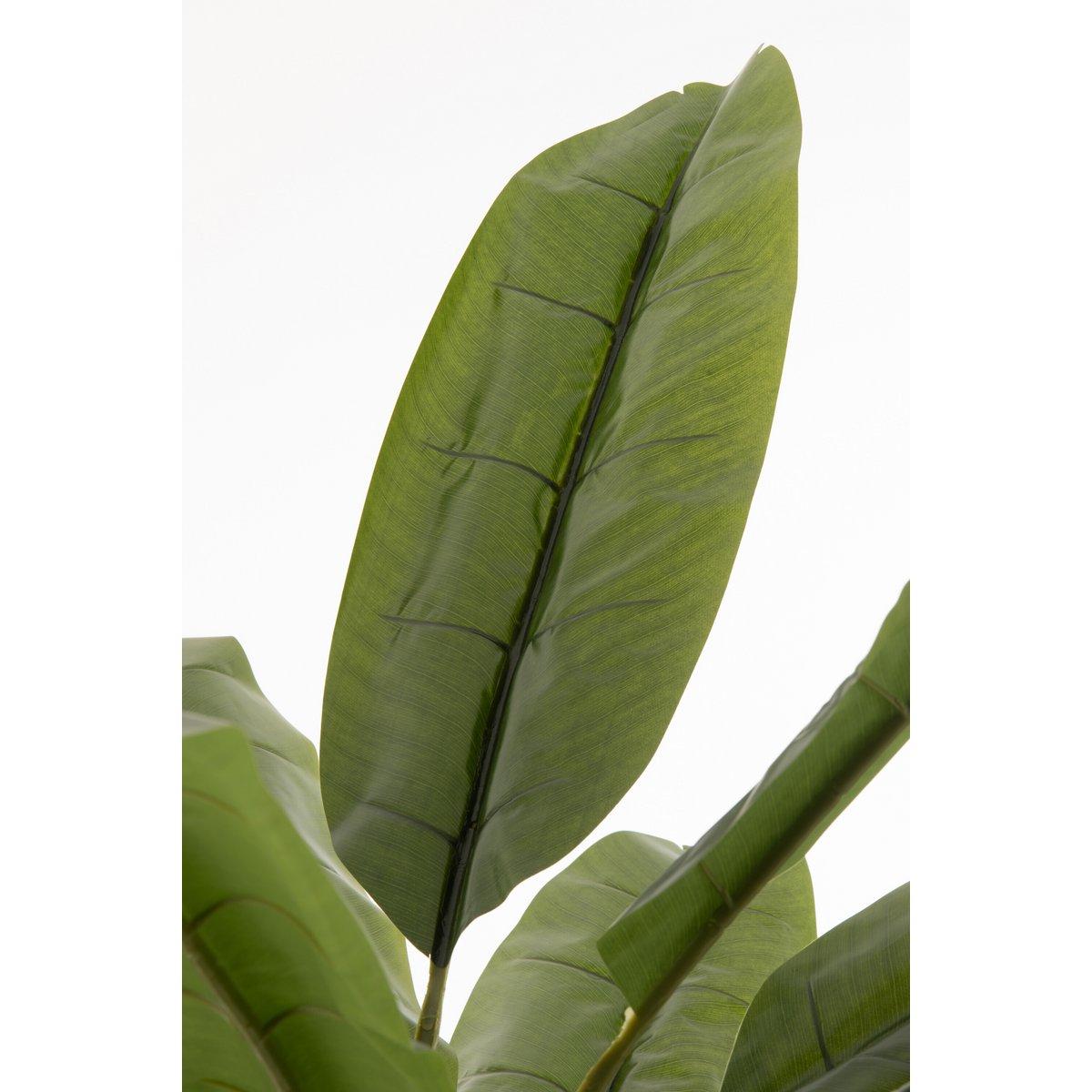 Vue rapprochée des feuilles de violon vertes de la plante J-Line