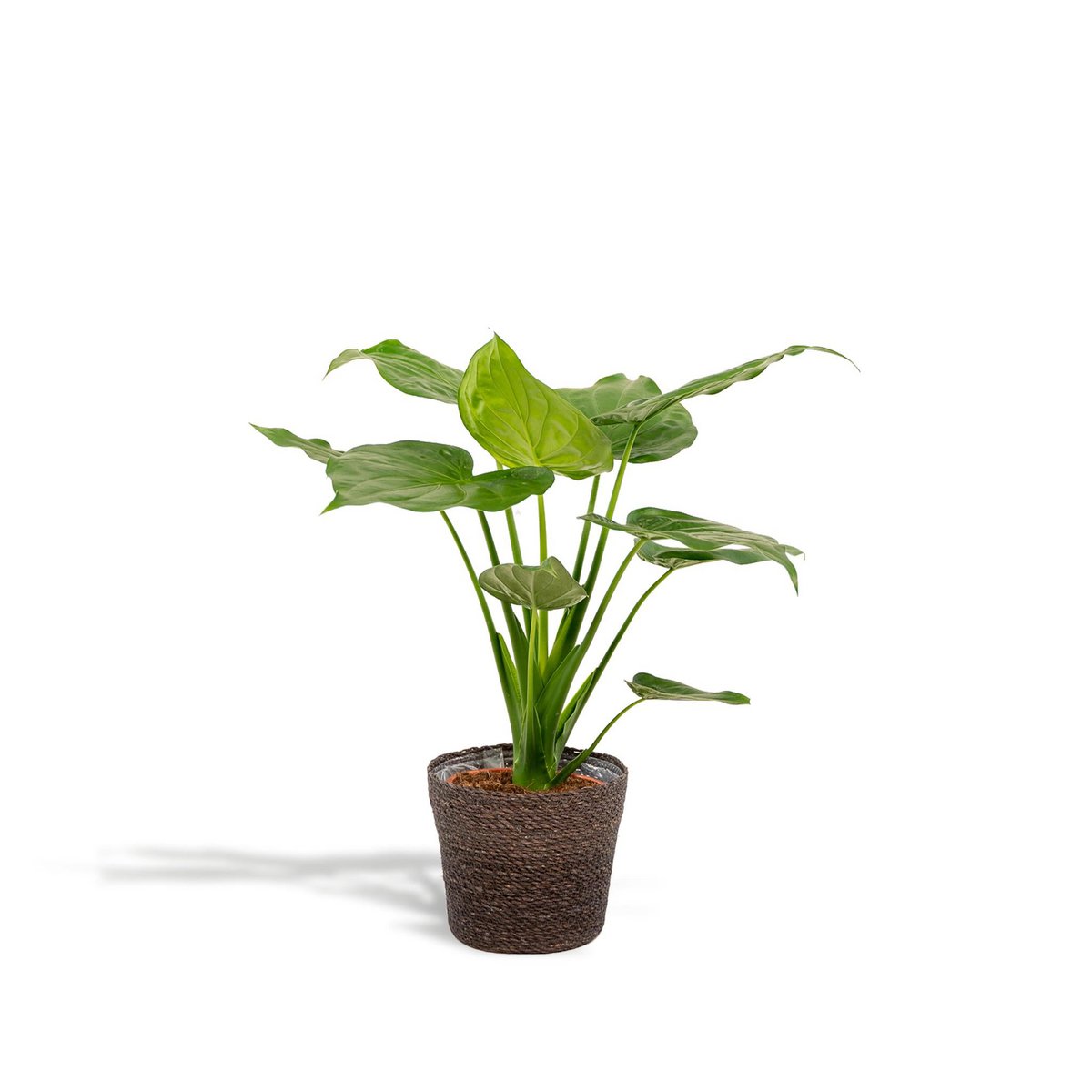 Alocasia Cucullata avec ses feuilles élégantes et vertes