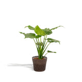 Alocasia Cucullata avec ses feuilles élégantes et vertes
