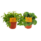 Peperomia Duo 2.0 - 2 pièces - Ø10,5 cm - ↕15cm