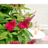 Buddleja Dav. 'Butterfly Candy Little Ruby' - Ø19cm - ↕25cm