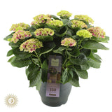 Amethyste magique - Ø32 cm - ↕65 cm