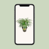 Mahonia Eur. Caresse douce - Ø19cm - ↕25cm