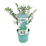 Plante eucalyptus bébé bleu 17 cm