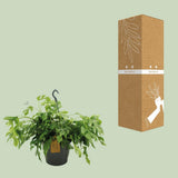 Plante Monstera Minima Ø27 cm Hauteur 50 cm