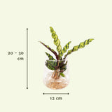 Calathea Insignis en verre Kingston - ø4cm - ↕30cm