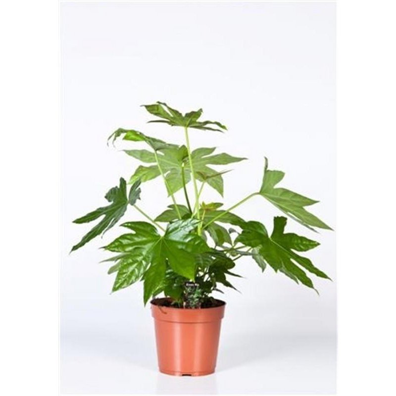 Image de diapositive