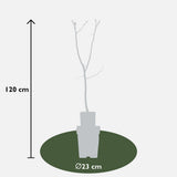 Cydonia oblonga 'Vranja' - Ø23cm - ↕120cm