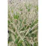 Pennisetum alopecuroides 'Hameln' - Ø19cm - ↕40cm - Ø14 - ↨30cm