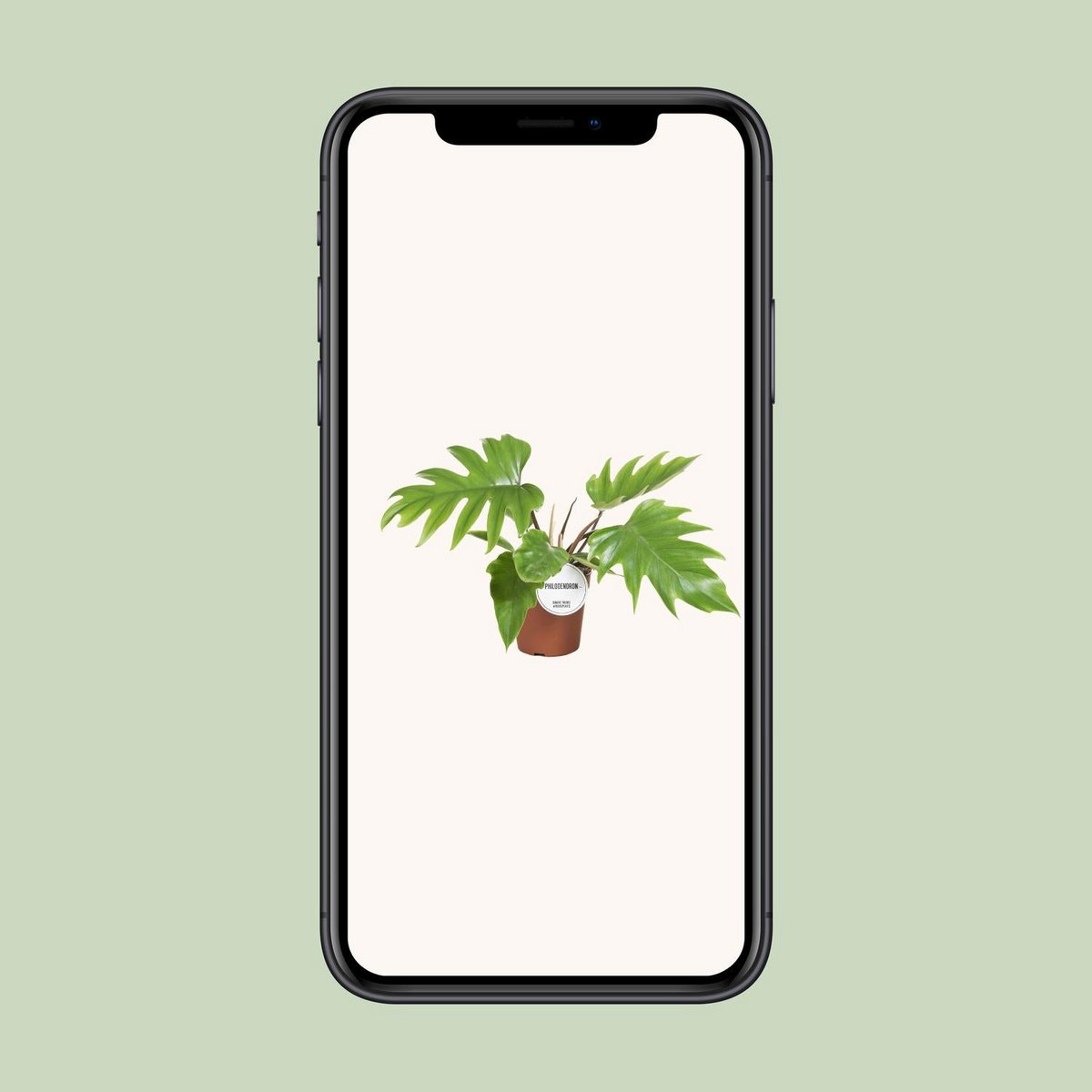 Vue d'ensemble du Philodendron Mayoi dans un intérieur moderne