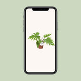 Vue d'ensemble du Philodendron Mayoi dans un intérieur moderne