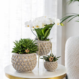 Maison Colibri | Support à plantes - Support à plantes en métal doré Ø12cm