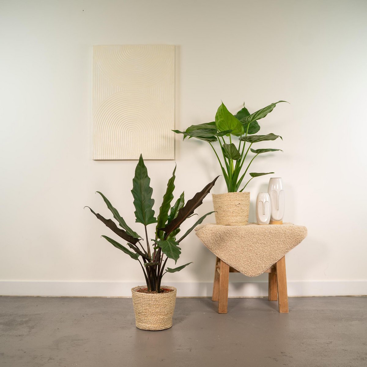 Lot de 2 plantes Alocasia vertes