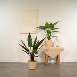 Lot de 2 plantes Alocasia vertes
