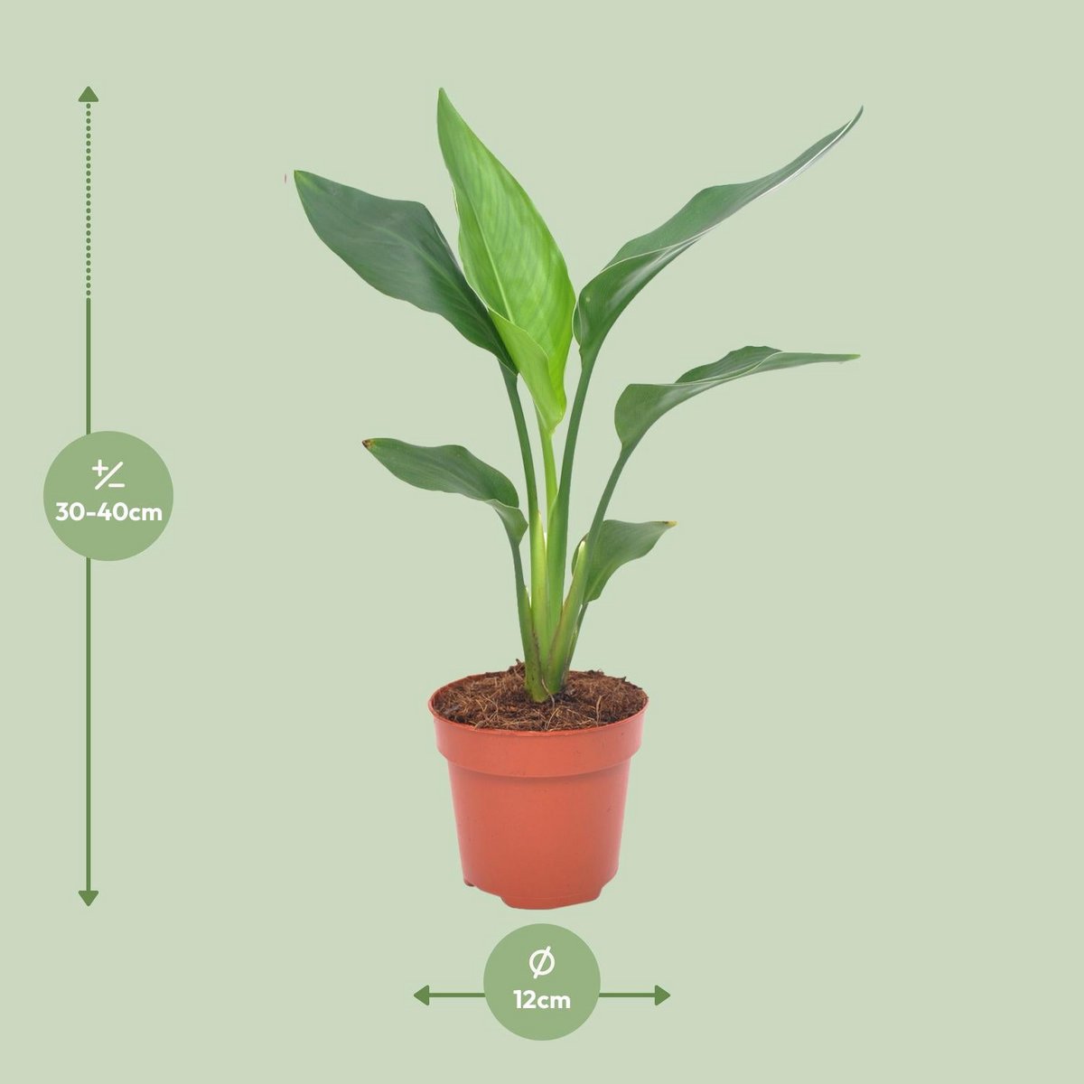 Cache-pot Strelie Régine 12 cm