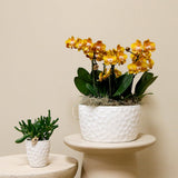 Lot de 3 orchidées orange avec panier en osier et réservoir d'eau