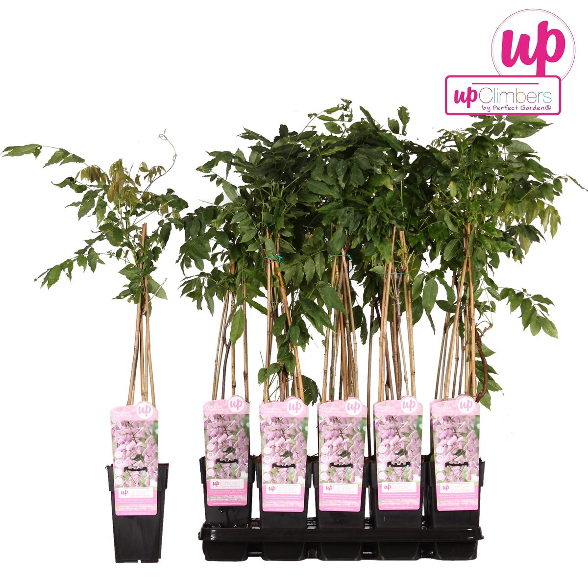 Wisteria Floribunda 'Rosea' - Rose Plume - Ø15cm - ↕65cm