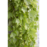 Plante Parthenossus tricuspidata 'Fenway Park' jaune-vert - Ø15 cm - 65 cm