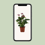 Anthurium bébé violet en manche transparente - Ø12cm - ↕36cm