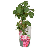 Vine Pixie Cabernet France - Ø14cm - ↕30cm - Ø14 - ↨30cm
