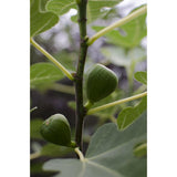 Ficus Tasssimo - Ø19cm - ↕50cm - Ø19 - ↨50cm