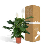 Spathiphyllum - Lys de la Paix - ø19cm - ↕80cm