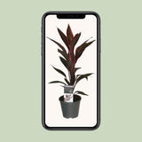 Tango Cordyline - Ø12cm - ↕40cm
