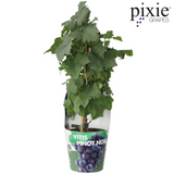 Vitis Pixie Pinot Noir - Vin bleu - Ø21cm - ↕70cm - Ø14 - ↨30cm