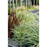 Carex Hachijoensis Evergold - Ø19cm - ↕40cm - Ø14 - ↨30cm