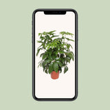 Actinallla Schefflera Love - Ø30cm - ↕120cm