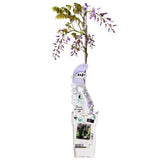 Plante grimpante Wisteria sinensis Caroline bleue Ø15 cm hauteur 65 cm