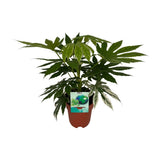 Fatia japonica variata - Ø19cm - ↕60cm
