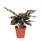 Plante verte Calathea Makoyana 9 cm