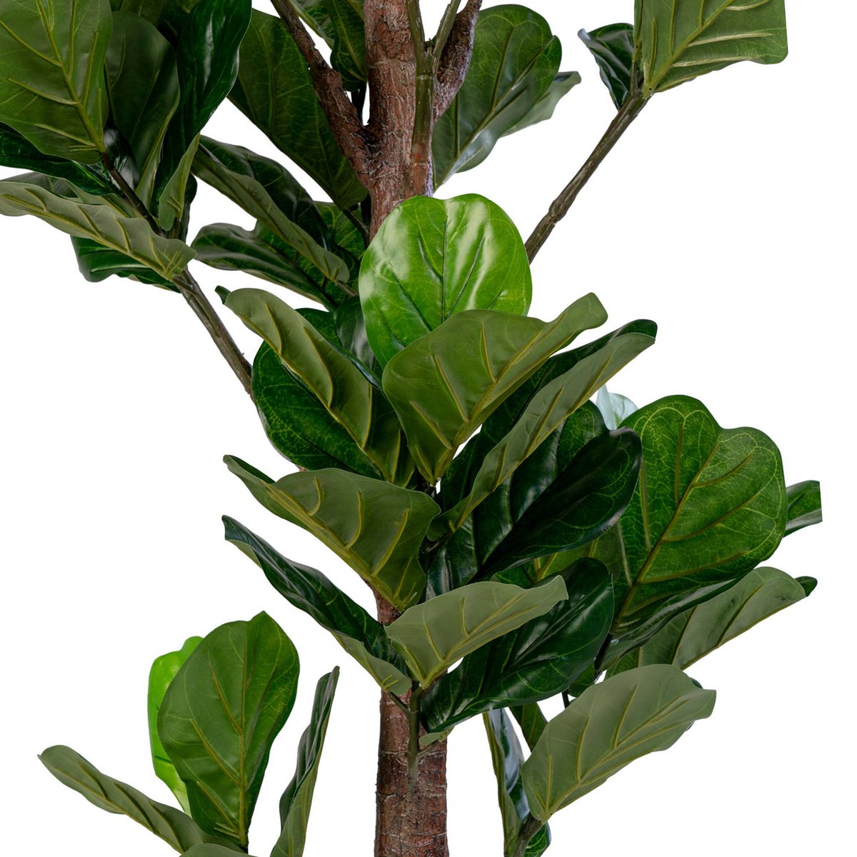 Arbre à feuilles de violon dans un intérieur moderne