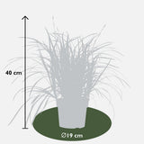 Carex Morrowii Irish Green en décoration intérieure