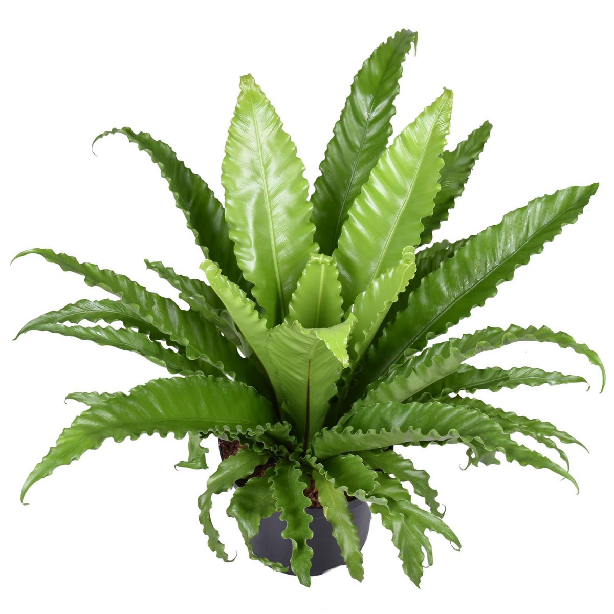 Image de diapositive