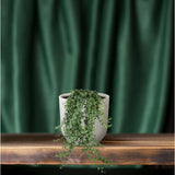 Hedera Helix Pitsburg - Hang / xxl - Ø24cm - ↕cm