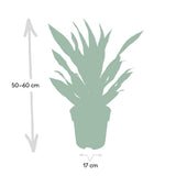 Dracaena Fragrans Vert - Dragonnier - Ø17cm - ↕40cm