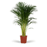 Dypsis Lutescens - Palmier Areca - Ø24cm - ↕120cm