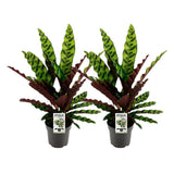 Calathea Lancifolia Insignis - 2 pièces - Ø14cm - ↕45cm