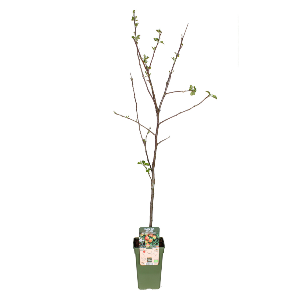 Malus domestica Jonagold - Pomme élégante en pot Ø19cm