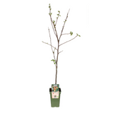 Malus domestica Jonagold - Pomme élégante en pot Ø19cm