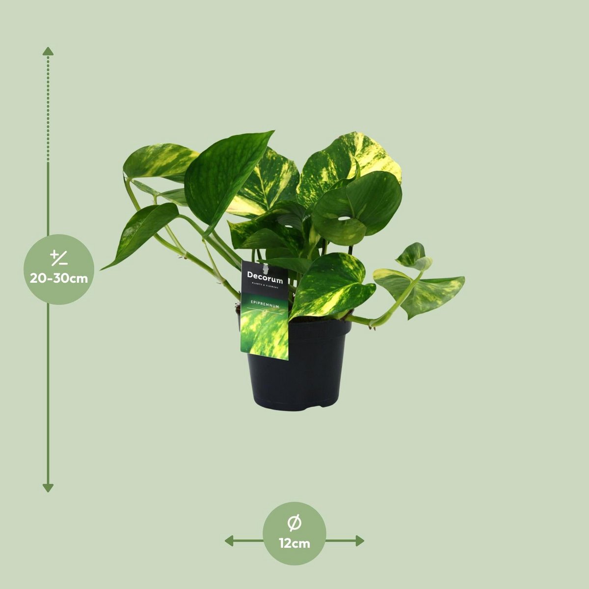 Scindapsus orange en pot Ø12 cm